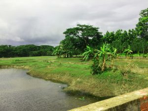 Select একজন ব্যক্তি সর্বোচ্চ কত বিঘা জমি কিনতে পারবেন? একজন ব্যক্তি সর্বোচ্চ কত বিঘা জমি কিনতে পারবেন?